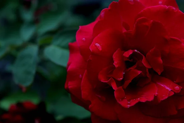 Rode Roos Met Dauw Druppels Close Geïsoleerd Natuurlijke Achtergrond Een — Stockfoto
