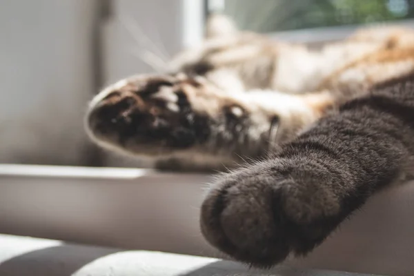 Sleeping Gray Cat Windowsill Close Place Text Postcard Banner Cover — Stock Photo, Image