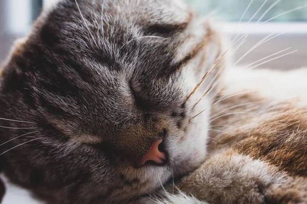 Sleeping Gray Cat Windowsill Close Place Text Postcard Banner Cover — Stock Photo, Image