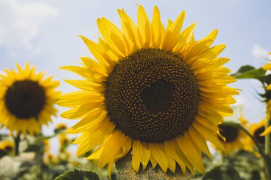 Ayçiçeği yakın. Çiçek açan ayçiçeği. Doğal arka plan. Metin için bir yer var. Çok boş alan. Arka plan. Afiş. Kartpostal.