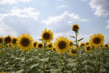Çiçek açan ayçiçeği alanı. Resim öğlen, bulutlarla parlak bir gökyüzüne karşı çekildi. Metin için bir yer var. Çok sayıda boş alan.