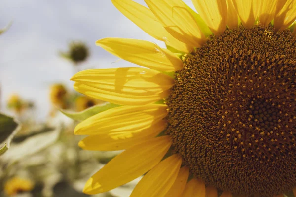 Sunflower close up. Blooming sunflower. Natural background. There is a place for text. Lots of free space. Background. Banner. Postcard.