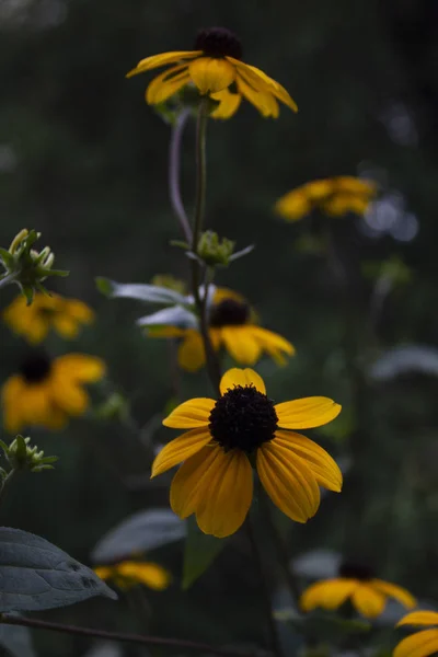 Sehr Schöne Gelbe Wildblumen Auf Natürlichem Hintergrund Gibt Einen Platz — Stockfoto