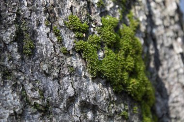 Ağaçtaki yeşil yosun