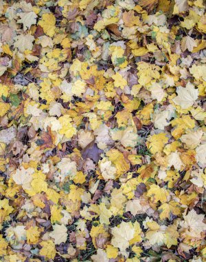 Sarı yapraklar. Mesajın için bir yer var. Boş alan. Arkaplan, pankart, poster vs. için kullanılabilir.