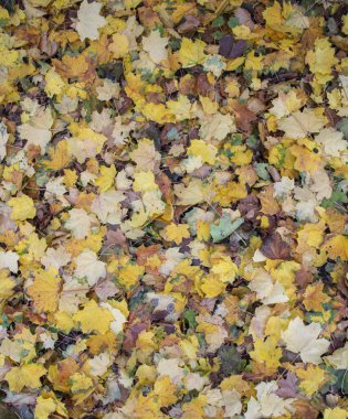 Sarı yapraklar. Mesajın için bir yer var. Boş alan. Arkaplan, pankart, poster vs. için kullanılabilir.