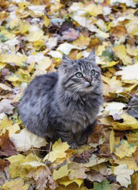 Sarı yapraklı gri kedi. Mesajın için bir yer var. Boş alan. Arkaplan, pankart, poster vs. için kullanılabilir.