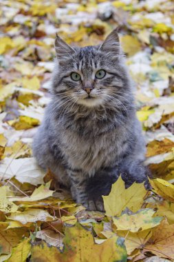 Sarı yapraklı gri kedi. Mesajın için bir yer var. Boş alan. Arkaplan, pankart, poster vs. için kullanılabilir.