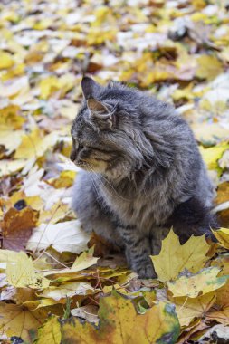Sarı yapraklı gri kedi. Mesajın için bir yer var. Boş alan. Arkaplan, pankart, poster vs. için kullanılabilir.