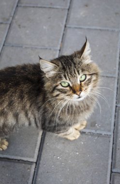 Gri kedi, sokakta, yukarı bakıyor. Mesajın için bir yer var. Boş alan. Arkaplan, pankart, poster vs. için kullanılabilir.