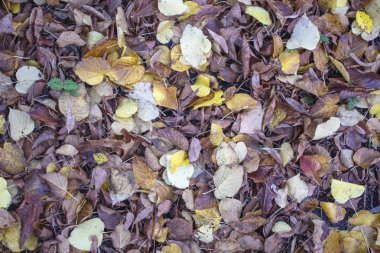 Sarı yapraklar. Mesajın için bir yer var. Boş alan. Arkaplan, pankart, poster vs. için kullanılabilir.