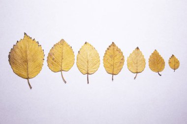 Sarı sonbahar yaprakları beyaz arka planda serili. Büyükten küçüğe. İzole edilmiş. Mesajlaşmak için bir yer var. Boş alan.