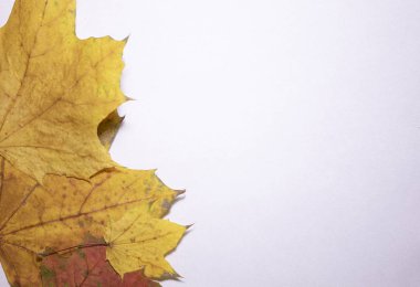 Beyaz arka planda sarı yapraklar. Mesajlaşmak için bir yer var. Boş alan. Uzayı kopyala Çerçeve, arka plan. Sonbahar konsepti.