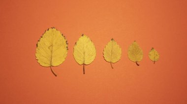 Turuncu arka planda beş sarı yaprak. Büyükten küçüğe. İzole edilmiş. Mesajlaşmak için bir yer var. Boş alan.