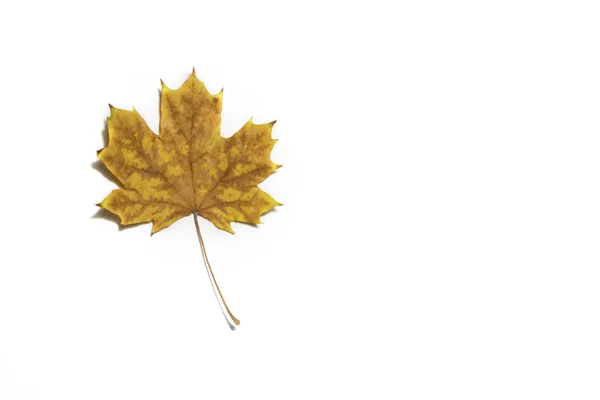 One Yellow Maple Leaf White Background Place Text Free Space — Stock Photo, Image