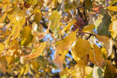Ağaçtaki sarı yapraklar. Yakın plan. Sonbahar arkaplanı. Mesajlaşmak için bir yer var. Boşluğu kopyala.