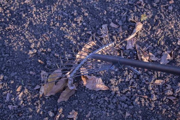 Rake with fallen leaves in the fall. Cleaning the garden in the fall. There is a place for text. Copy space.