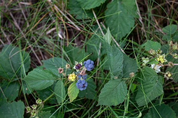 Blauwe wilde bessen, close-up. Er is ruimte voor tekst, kopieer ruimte. — Stockfoto