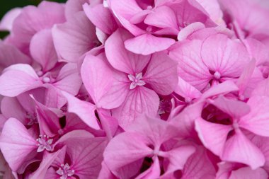 Pembe çiçeklerin yakın plan görüntüsü