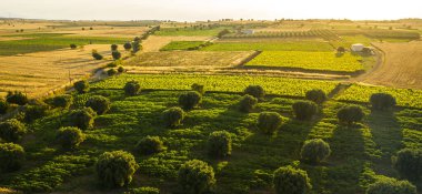 Gün batımında zeytin ağacı çiftliğinde hava manzarası