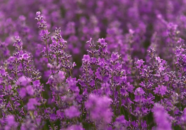 Campo Lavanda Florescente Verão — Fotografia de Stock