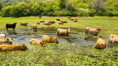 Gölette yüzen ineklerin hava manzarası