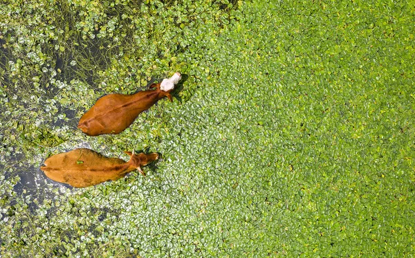 Flygfoto Vid Två Kor Som Simmar Dammen — Stockfoto