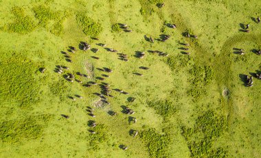 Çayırdaki kara su bufaloları sürüsünün hava manzarası.