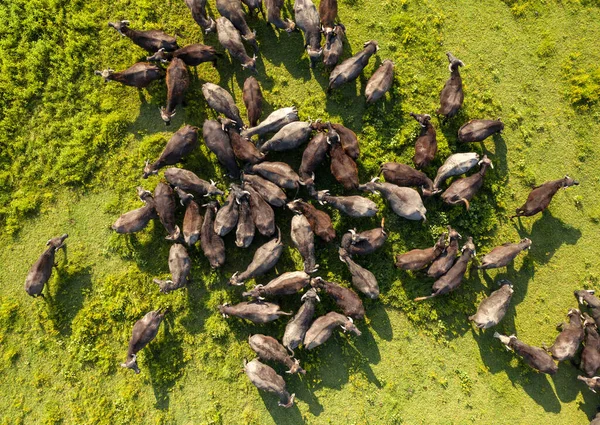 Flygfoto Över Stor Koncentration Vattenbufflar Ängen — Stockfoto