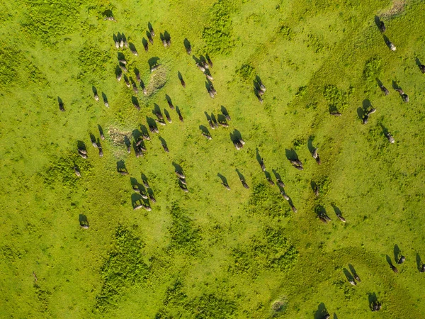 Flygfoto Över Hjorden Med Svarta Vattenbufflar Betesmarker Vid Ängen — Stockfoto