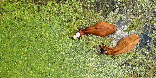 Flygfoto Vid Två Kor Som Simmar Dammen — Stockfoto