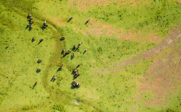 Flygfoto Över Hjorden Med Svarta Vattenbufflar Betesmarker Vid Ängen — Stockfoto