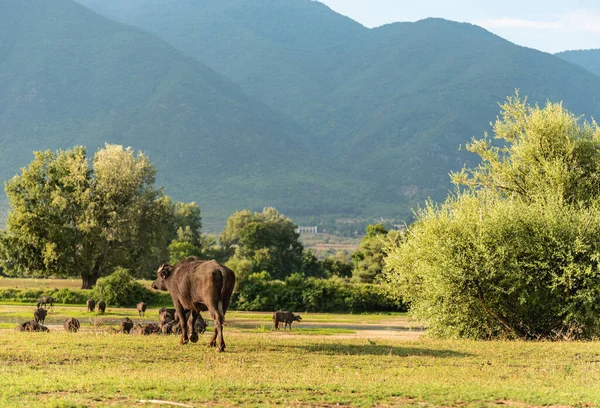 Svart Vatten Bufflar Betesmarker Ängen Vid Kerkini Nationalpark Grekland — Stockfoto