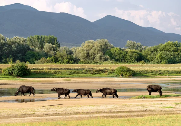 View at herd of black water buffaloes pastures at the meadow at Kerkini National Park of Greece.