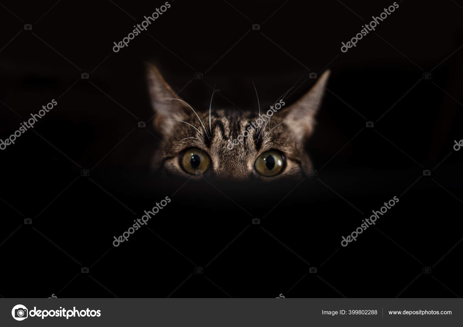 Descargar fondos de Gatocon Ojos Verdes Hd 1920x1080 | Wallpapers.com, image size:1600x1131