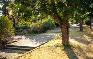 Gün batımında ağaçları olan güzel bir park.