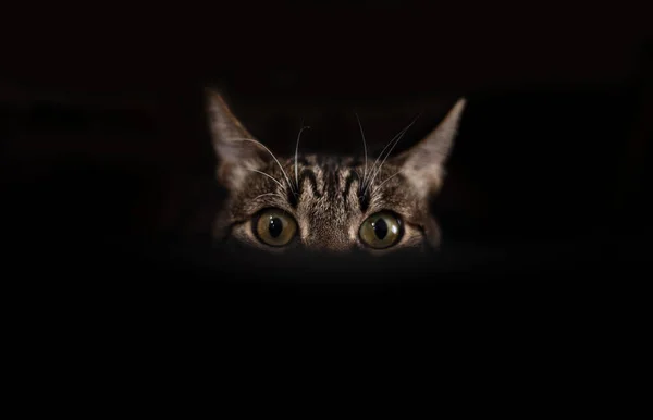 Hälften Lekfull Katt Ansikte Svart Bakgrund — Stockfoto