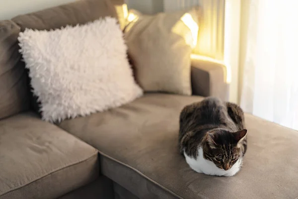 Gato Doméstico Deitado Sofá Aconchegante — Fotografia de Stock