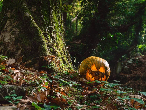 Dynia Halloween Ziemi Halloween Tło Wieczorem Jesiennym Lesie — Zdjęcie stockowe