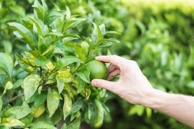 Ağaçtan olgunlaşmamış portakal topluyorum..