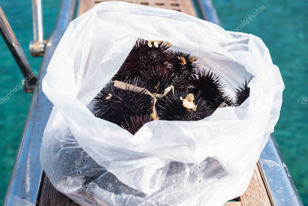Sea urchins in plastic bag.