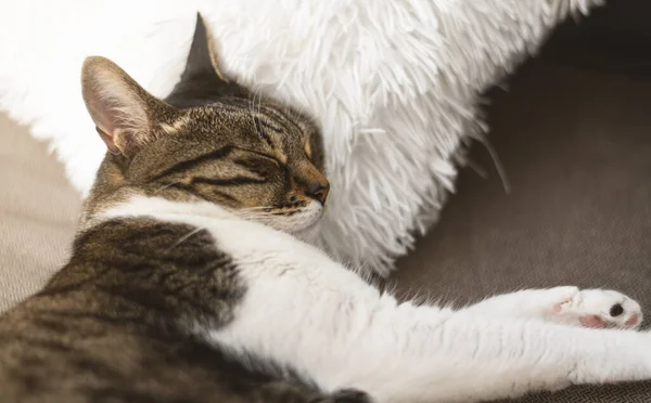 Katze Schläft Auf Flauschigem Kissen — Stockfoto