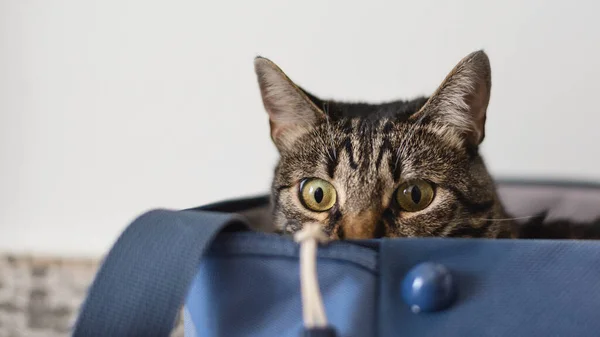 Gatto Seduto Una Borsa Viaggio Viaggiare Con Gatto — Foto Stock