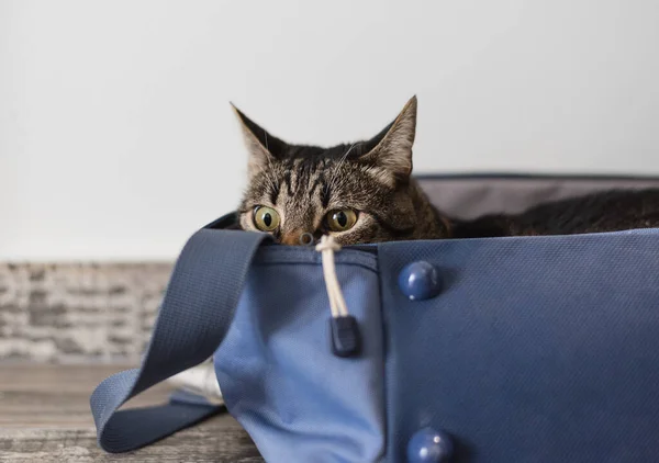 Macska Egy Utazótáskában Utazás Macskával — Stock Fotó