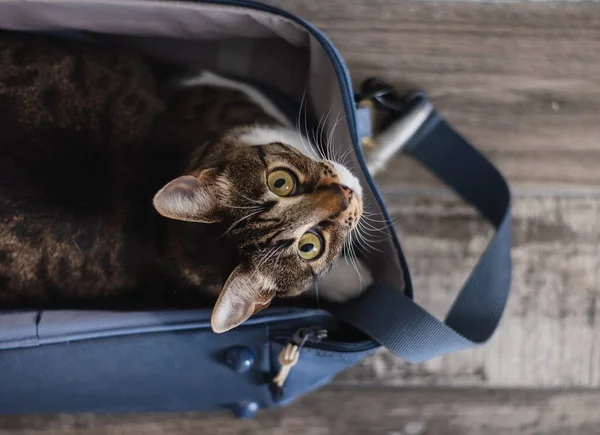 Gato Sentado Saco Viagem Viajar Com Conceito Gato — Fotografia de Stock