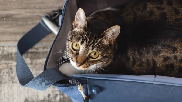 Γάτα Κάθεται Μια Ταξιδιωτική Τσάντα Ταξιδεύοντας Την Έννοια Της Γάτας — Φωτογραφία Αρχείου
