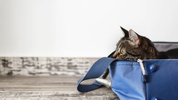 고양이가 가방에 고양이의 — 스톡 사진