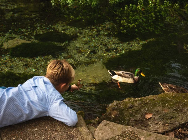 Kind Beobachtet Ente Teich — Stockfoto