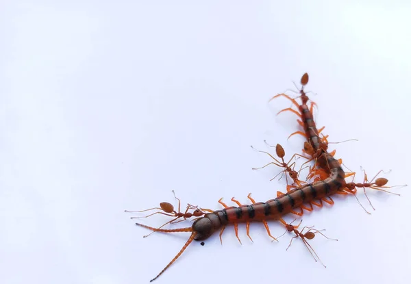 Red Ant Grubu Ölü Kırkayak Isırmak Için Birlikte Çalışıyor Gerçekten — Stok fotoğraf