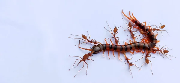 The Red Ant group is working together to bite the dead centipede to make sure it really is dead. It shows the unity of red ants. There is a great teamwork.